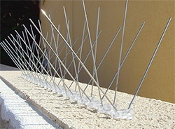 bird spikes